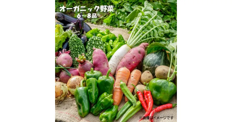 【ふるさと納税】予約受付 ＼2024年7月発送開始予定／ 収穫したての 新鮮野菜 ！ オーガニック 野菜セット 6～8品 農家 採れたて こだわり 神楽農園