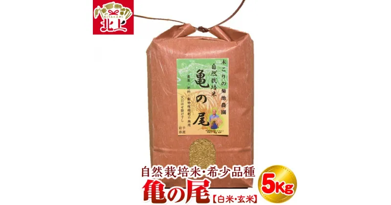 【ふるさと納税】令和5年 度 数量限定 木こりの菊池農園　自然栽培米【亀の尾】(白米・玄米) 5kg お米 ごはん 自然 栽培 米