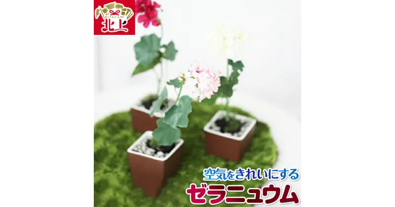 【ふるさと納税】空気をキレイにするお花 ゼラニュウム アートフラワー 除菌 消臭 光触媒 水やり不要 インテリア 小物 置物 贈り物 プレゼント ゼラニウム あとりえヒロ