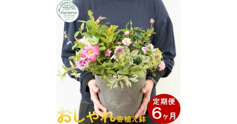 【ふるさと納税】【定期便 6ヶ月】花 季節の寄せ鉢 寄せ植え 鉢植え パルテール便り付き お祝い 記念日 贈り物 プレゼント 花工房 パルテール