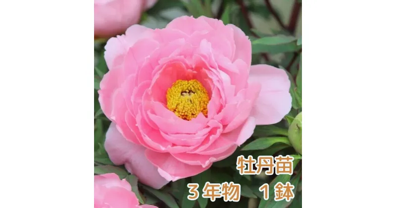 【ふるさと納税】牡丹 苗 3年物1鉢 花 フラワーギフト ぼたん