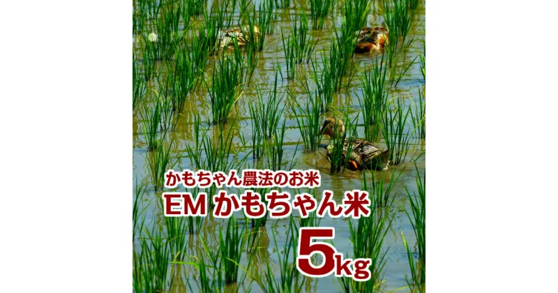 【ふるさと納税】令和6年産 EMかもちゃん米 5kg 選べる 玄米 精米 ミルキークイーン