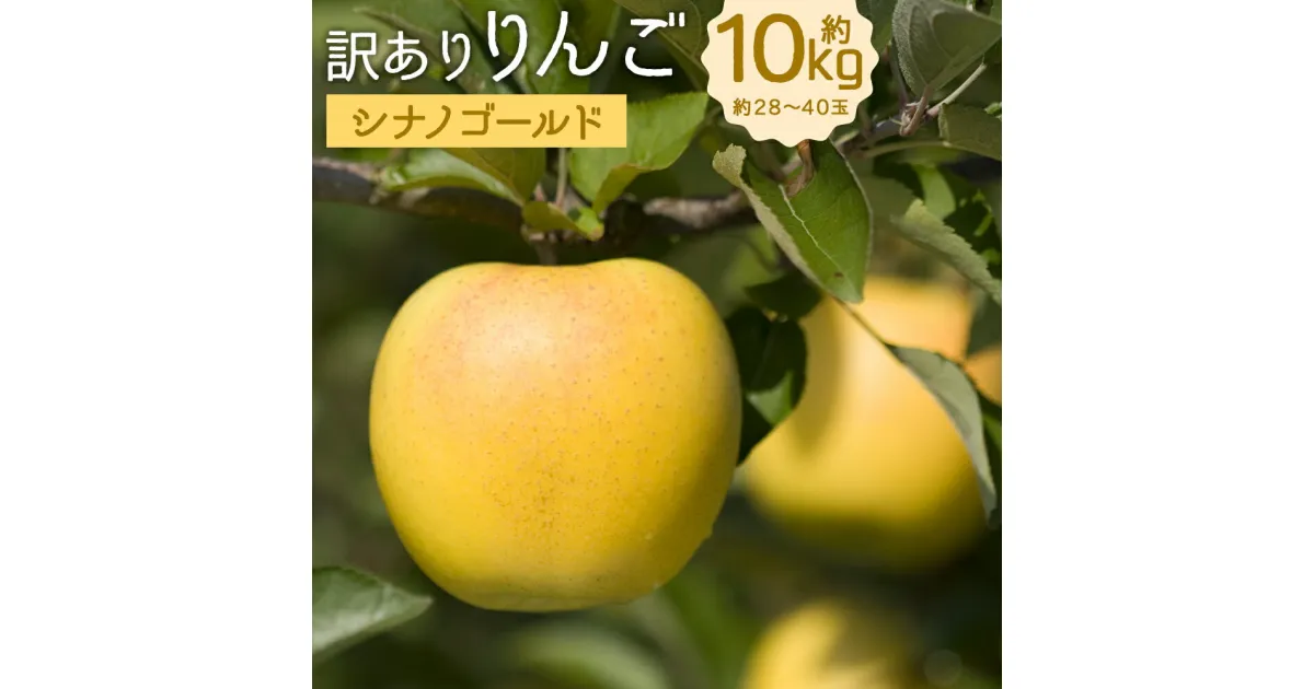 【ふるさと納税】訳あり りんご シナノゴールド 約10kg 約28～40玉 訳あり ご家庭用 りんご リンゴ 林檎 フルーツ 果物 岩手県産 送料無料 【2024年12月下旬～2025年1月下旬に順次発送予定】