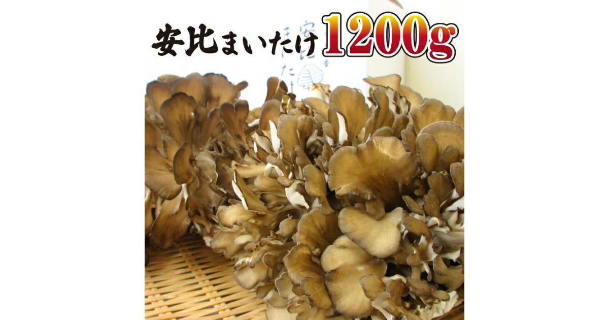 【ふるさと納税】 生まいたけ 大株 1.2kg ／ 安比まいたけ 1200g 舞茸 まいたけ マイタケ きのこ キノコ 茸 野菜 贈り物 贈物 プレゼント 贈答用 自宅用 家庭用 味噌汁 炊き込みご飯 カレー シチュー 天ぷら 天婦羅 煮物 お吸い物 炒め物 岩手県 八幡平市 産地直送 送料無料