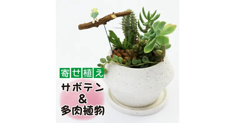 【ふるさと納税】 サボテン ＆ 多肉植物 の 寄せ植え 白ポット ピック付き ／ 観葉植物 植物 アレンジ インテリア 育てやすい 部屋 白系 白 オシャレ おしゃれ お洒落 ギフト プレゼント さぼてん かわいい 可愛い 雑貨 ピック 贈物 贈り物 彩花園 岩手県 八幡平市 送料無料