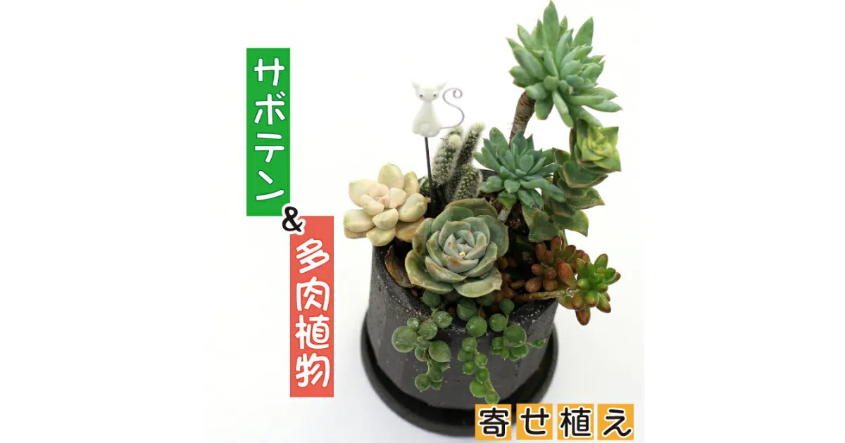 【ふるさと納税】 サボテン ＆ 多肉植物 の 寄せ植え 黒ポット ピック付き ／ 観葉植物 植物 アレンジ インテリア 育てやすい 部屋 黒 黒系 オシャレ おしゃれ お洒落 ギフト プレゼント さぼてん かわいい 可愛い 雑貨 ピック 贈物 贈り物 彩花園 岩手県 八幡平市 送料無料