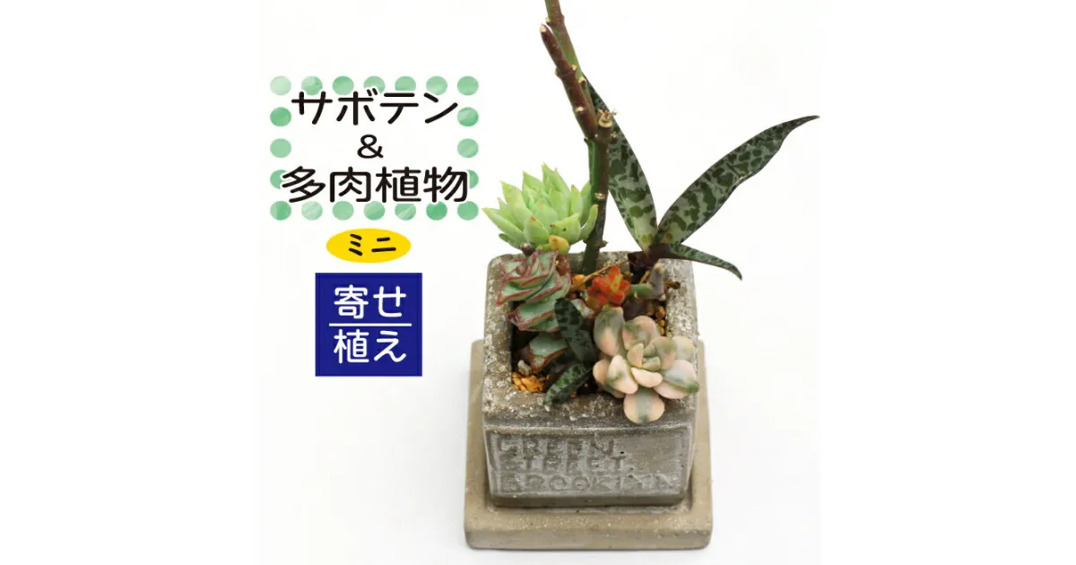 【ふるさと納税】 サボテン ＆ 多肉植物 の 寄せ植え ミニ 白ポット ／ 観葉植物 植物 白系 アレンジ インテリア 育てやすい 部屋 園芸 オシャレ おしゃれ お洒落 ギフト プレゼント 贈り物 さぼてん かわいい 可愛い 雑貨 引っ越し 祝い 彩花園 岩手県 八幡平市 送料無料