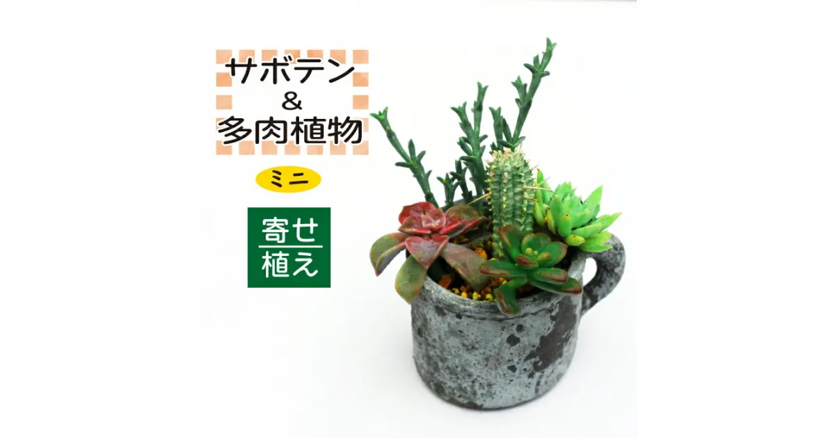 【ふるさと納税】 サボテン ＆ 多肉植物 の 寄せ植え ミニ 黒ポット ／ 観葉植物 植物 黒系 アレンジ インテリア 育てやすい 部屋 園芸 オシャレ おしゃれ お洒落 ギフト プレゼント 贈り物 さぼてん かわいい 可愛い 雑貨 引っ越し 祝い 彩花園 岩手県 八幡平市 送料無料