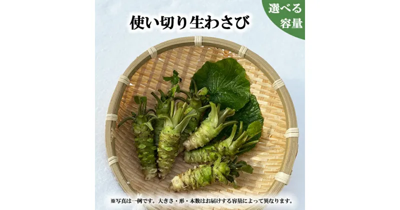 【ふるさと納税】 岩手県産 わさび 山葵 安比清流山葵園 生わさび 使い切りサイズ 選べる 容量 100g 200g 300g ／ 生 生ワサビ 生山葵 ワサビ 調味料 薬味 おすすめ 刺身 辛味 和食 小ぶり 使い切り 小さめ ミニ 新鮮 自宅用 家庭用 料理 産地直送 岩手県 八幡平市 送料無料