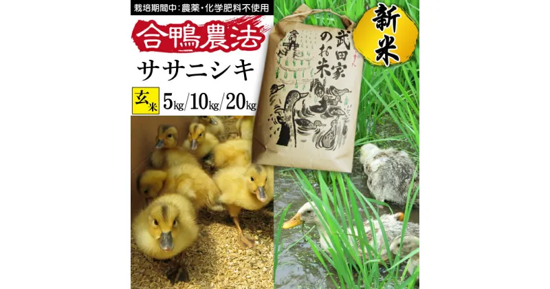 【ふるさと納税】 新米 令和6年産 ササニシキ 玄米 合鴨農法 武田家のお米 5kg 10kg 20kg 送料無料 米 あい鴨 カモ アイ鴨 鴨 アイガモ 選べる 5キロ 10キロ 20キロ 国産 美味しい 少量 産地直送 農家直送 お米 ご飯 コメ おにぎり 弁当 単一原料米 岩手県産 岩手県 滝沢市