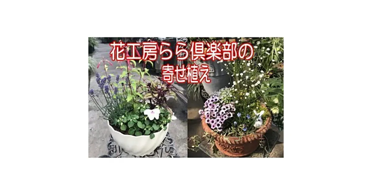 【ふるさと納税】 東北最大級のガーデニング専門店 厳選 季節の寄せ植え 4種類 ～ 6種類 / おすすめ お花 花 生花 寄せ植え 季節 おまかせ 届いてからのお楽しみ 鉢 ポット 鉢植え ガーデニング 玄関 ベランダ 庭 国産 岩手県 雫石町 産地直送 送料無料 【花工房らら倶楽部】