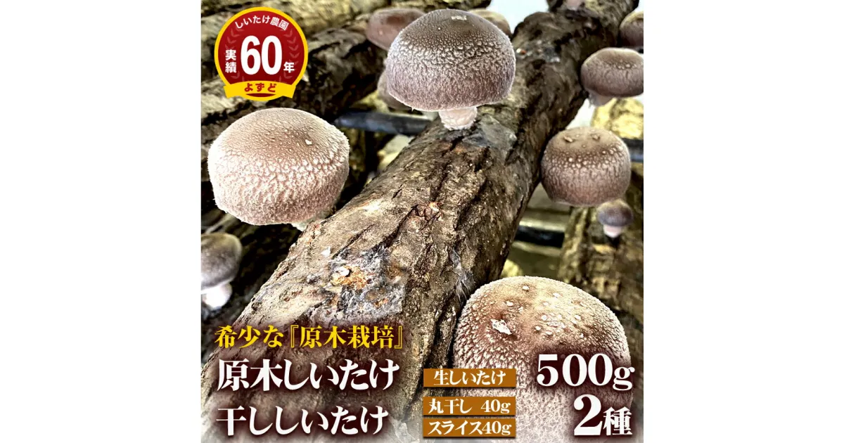 【ふるさと納税】2025年1月発送　希少！原木しいたけ「生椎茸と干し椎茸（丸干し・スライス）セット」