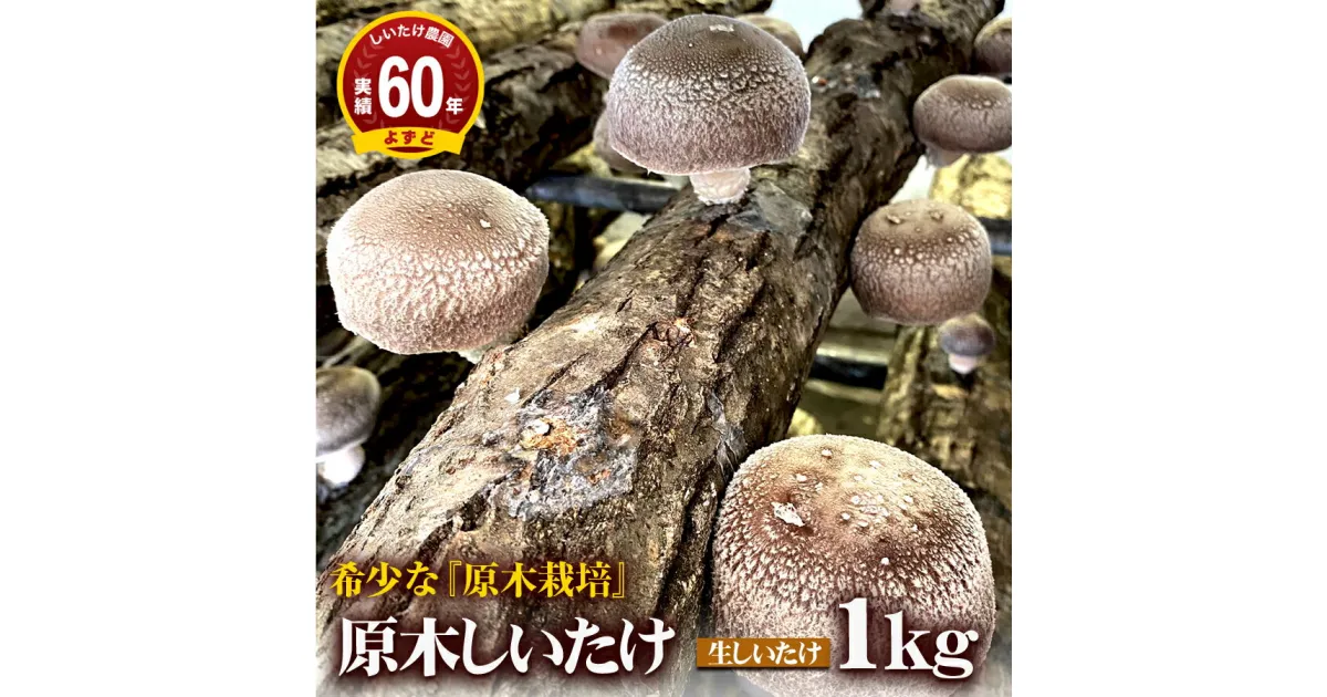 【ふるさと納税】2025年1月発送　希少！原木しいたけ「生椎茸」1kg