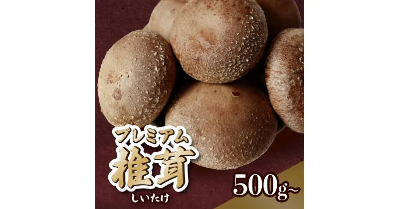 【ふるさと納税】 椎茸 国産 菌床 プレミアム 500g 1kg 2kg 生椎茸 生しいたけ しいたけ きのこ 出汁 肉厚 料理 お取り寄せ 岩手 岩手県 岩手県産 金ケ崎 金ケ崎町 金ケ崎町産 新着