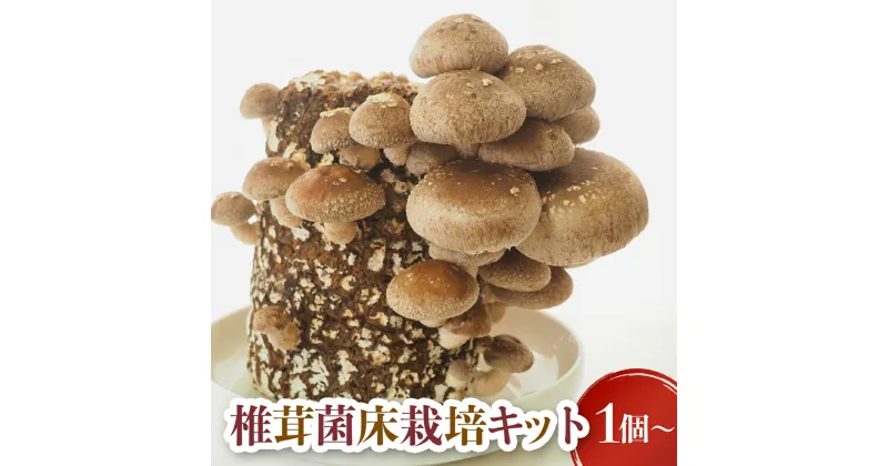 【ふるさと納税】椎茸 栽培 菌床キット1個 2個 4個 生椎茸 生しいたけ しいたけ きのこ 出汁 肉厚 料理 菌 栽培ブロック 採れたて とれたて 夏休み 自由研究 園芸 食育 岩手 岩手県 金ケ崎 金ケ崎町 新着