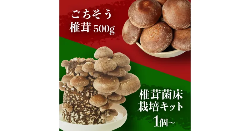 【ふるさと納税】椎茸 国産 菌床 A品 ごちそう 500g + 菌床栽培キット 1個 2個 3個 生椎茸 生しいたけ しいたけ きのこ 出汁 肉厚 料理 菌 栽培ブロック とれたて 夏休み 自由研究 冬休み 食育 お取り寄せ 岩手 岩手県 岩手県産 金ケ崎 金ケ崎町 金ケ崎町産 新着