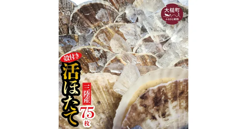 【ふるさと納税】活 ほたて 活 ホタテ 殻 付き 朝獲れ ( 大 75枚 ) 生食用 逸品 冷蔵 BBQ 三陸産 生食 冷蔵 刺身 帆立 朝獲れ 生 ほたて 貝柱 大粒 大玉 肉厚 新鮮 海鮮 人気 甘い魚介 魚介類 貝 貝類