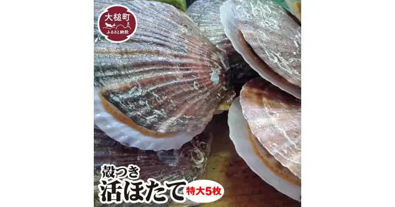 【ふるさと納税】活ホタテ 特大 5枚 殻付き 生食 岩手県大槌町｜活 ほたて セット 岩手 大槌 三陸 いわて iwate 新鮮 大粒 朝獲れ 厳選 海鮮 大玉 肉厚 甘い 帆立 刺身 バーベキュー BBQ 冷蔵 人気 魚介 魚介類 貝 貝類