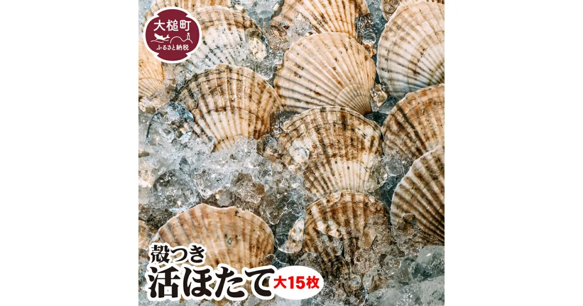 【ふるさと納税】活ホタテ 殻付き ( 大 15枚 ) 生食 岩手県大槌町｜活 ほたて セット 岩手 大槌 三陸 いわて iwate 新鮮 大粒 朝獲れ 厳選 海鮮 大玉 肉厚 甘い 帆立 刺身 バーベキュー BBQ 冷蔵 人気 魚介 魚介類 貝 貝類