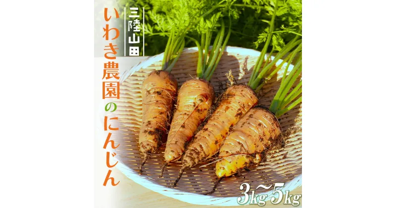 【ふるさと納税】 いわき農園のにんじん 3～5kgセット 人参 向陽 野菜 三陸山田 YD-669var