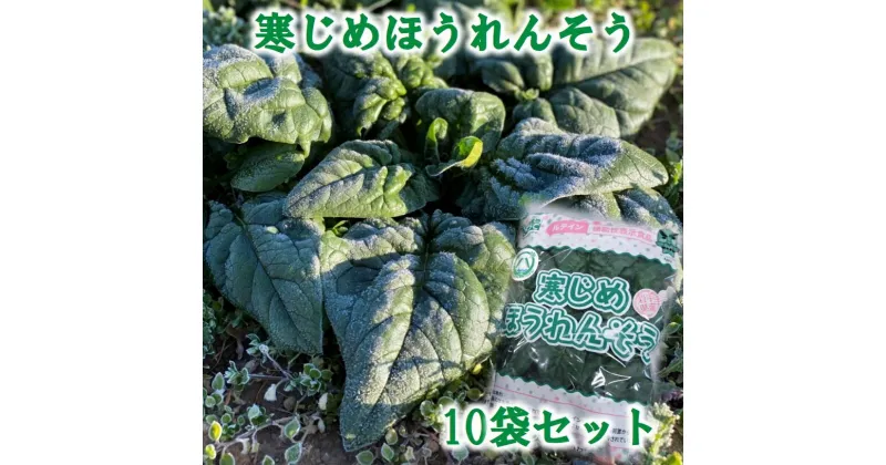 【ふるさと納税】 【先行予約】 寒じめほうれんそう 約210g×10袋 旬 ほうれん草 ホウレンソウ【11月〜2月下旬発送予定】