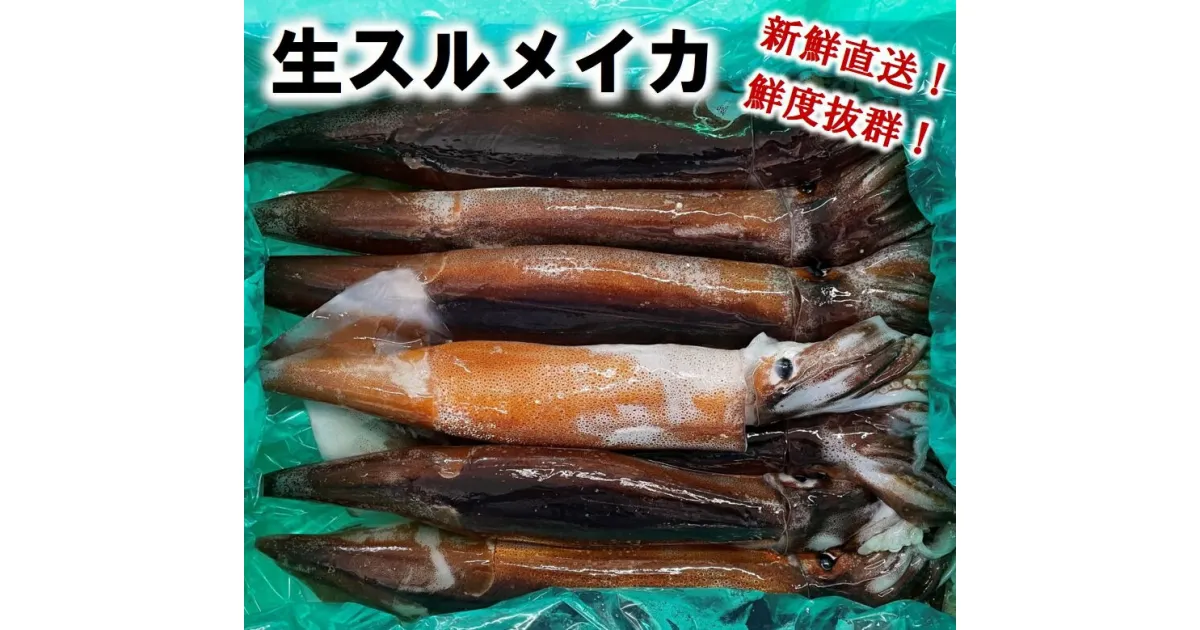 【ふるさと納税】イカ ※数量限定※ 生スルメイカ 約1.5kg（3〜8杯） いか スルメイカ 9月頃は小ぶりで数が多く12月に近づくと数が少なくサイズが大きくなります。