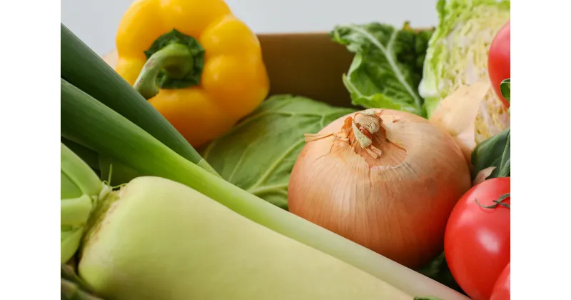 【ふるさと納税】【採れたて直送】季節の野菜詰め合わせセット 産地直送