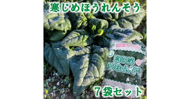 【ふるさと納税】 【先行予約】 寒じめほうれんそう 約210g×7袋 旬 ほうれん草 ホウレンソウ【11月〜2月下旬発送予定】