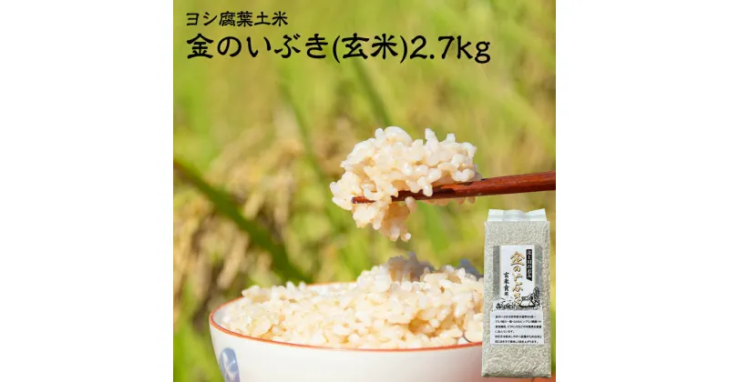 【ふるさと納税】 令和6年産 玄米 宮城県産 ヨシ腐葉土米 金のいぶき 2.7kg(900g×3) 真空パック 小分け 宮城県 石巻市