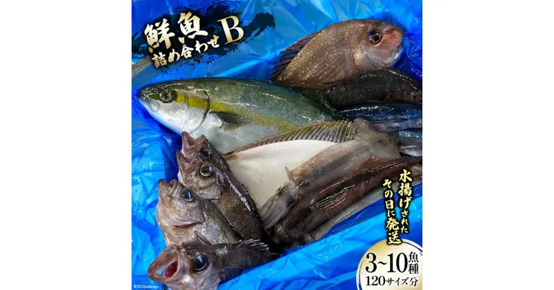 【ふるさと納税】鮮魚 詰め合わせ B 3〜10魚種 120サイズ分 [さんりくみらい 宮城県 気仙沼市 20563532] 産地直送 旬 魚介 魚 さかな 感想