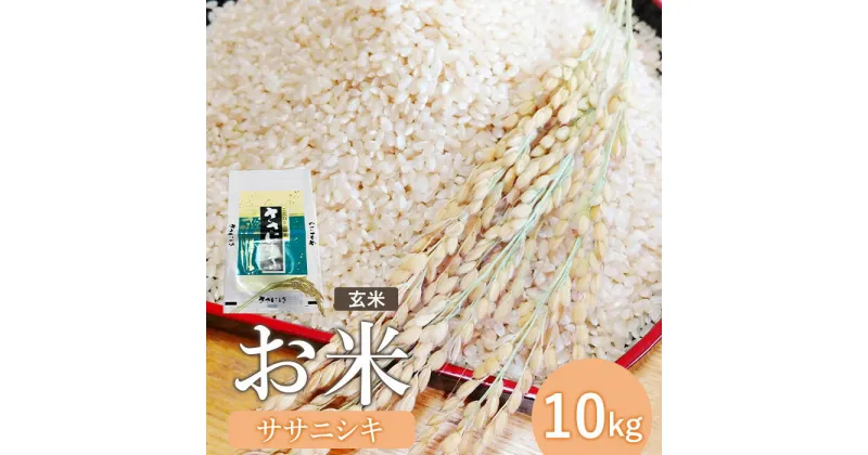 【ふるさと納税】『令和6年産』宮城県白石産 ササニシキ玄米 10kg 10キロ 10キロ 10kg お米 米 定期 ササニシキ 玄米 宮城米 ふるさと納税 宮城県 白石市 白石【1215301】