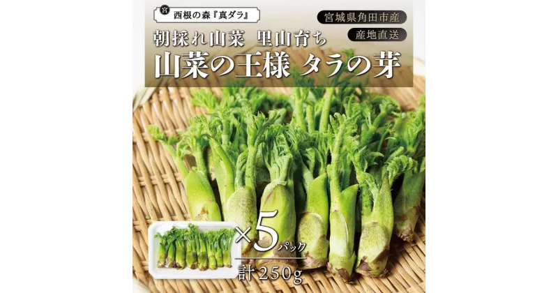 【ふるさと納税】[宮城県角田市産]産地直送 朝採れ山菜 タラの芽 250g【12月下旬以降順次発送】 | 野菜 やさい 食品 人気 おすすめ 送料無料