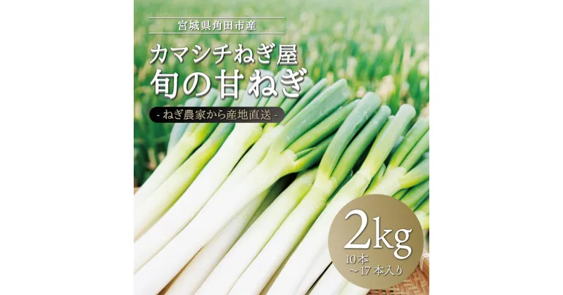 【ふるさと納税】カマシチねぎ屋 旬の甘ねぎ 2kg（約10本～17本）【12月中旬以降順次発送】 | 野菜 やさい 食品 人気 おすすめ 送料無料