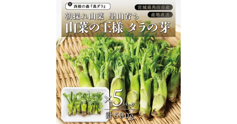 【ふるさと納税】[宮城県角田市産]産地直送 朝採れ山菜 タラの芽 500g【12月下旬以降順次発送】 | 野菜 やさい 食品 人気 おすすめ 送料無料