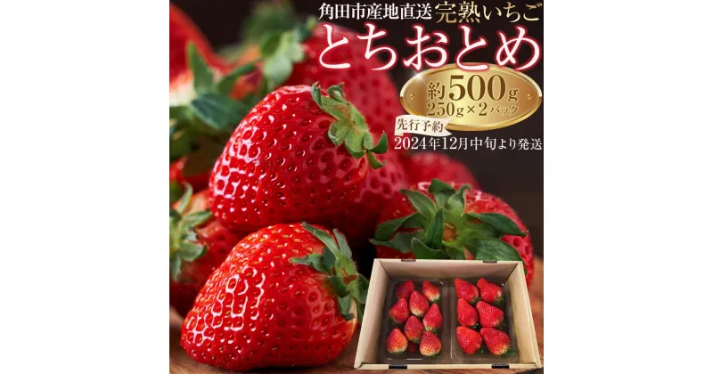 【ふるさと納税】【角田市産地直送】完熟いちご「とちおとめ」合計約500g（250g×2パック） | いちご イチゴ 苺 完熟 フルーツ 果物 くだもの 食品 人気 おすすめ 送料無料